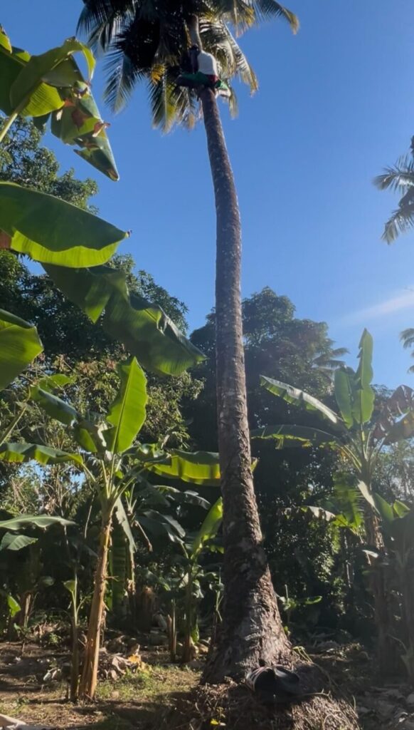 ドミニカ共和国で少年がココナッツの木から降りてきている写真