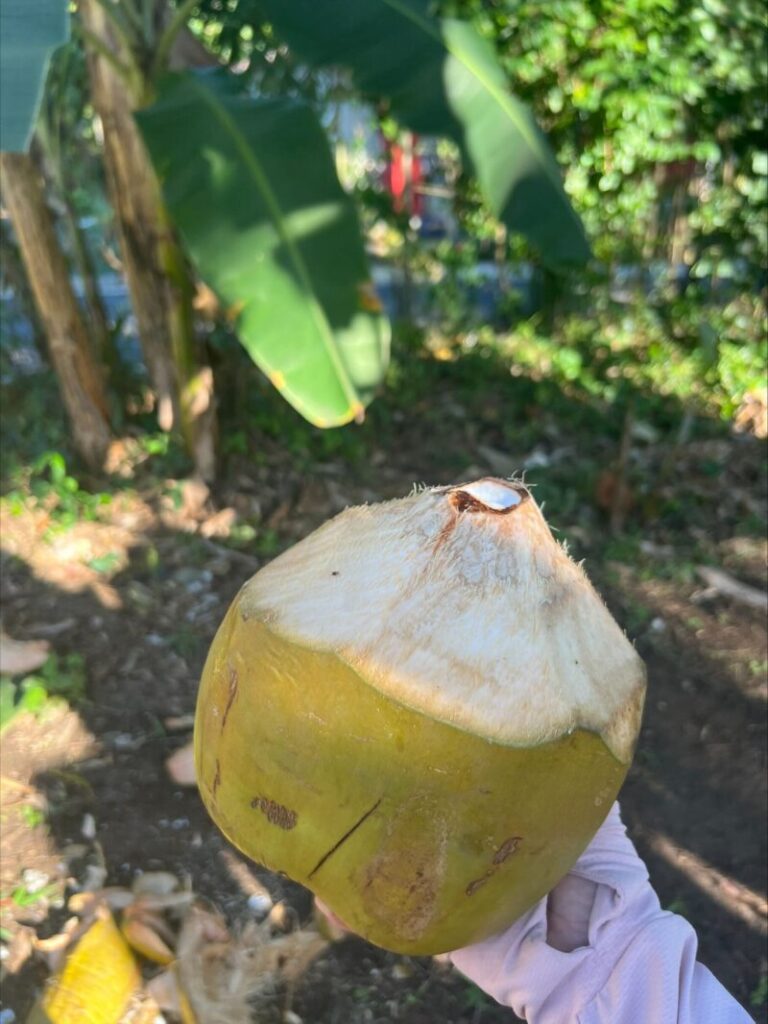 ドミニカ共和国でココナッツウォーターを飲む