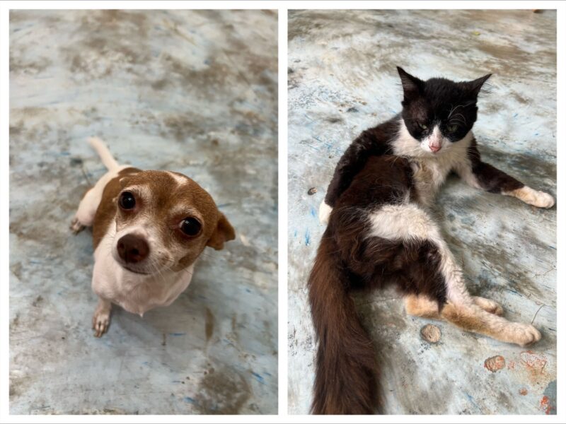 家で飼っているペットの写真です。